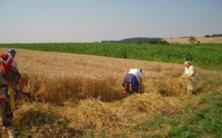 Aratóünnep 2006